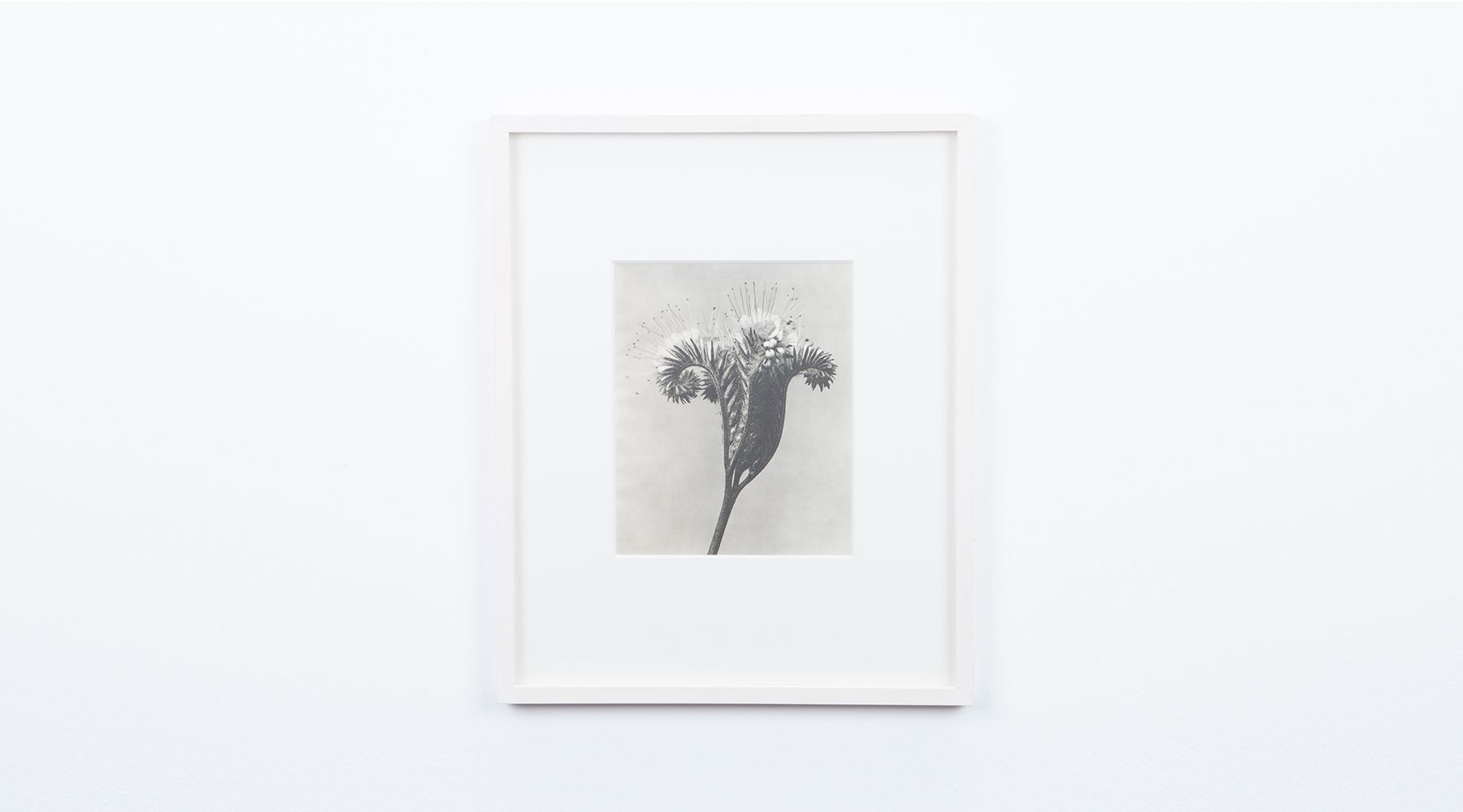 Photogravure (c)