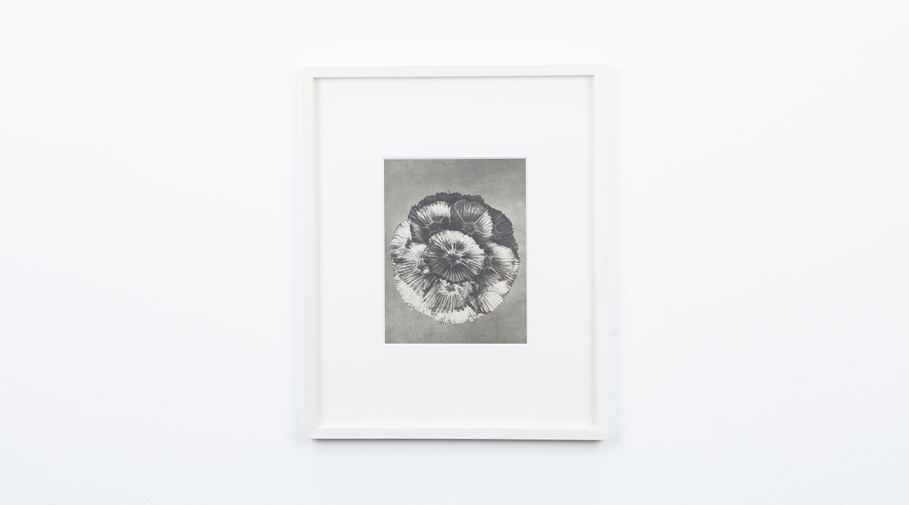 Photogravure (j)