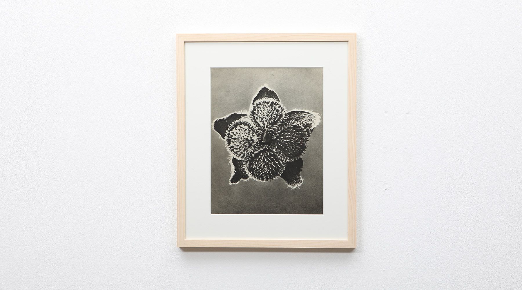 Photogravure 12